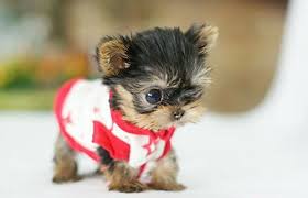 Para tu familia encontraras una amplia variedad de cachorros miniatura la mayoría de ellos son perros de compañía ejemplares de 1 y 10 kgs. Pin En Perros Miniatura