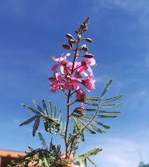 Image result for Caesalpinia rubra