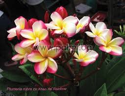 Plumeria Rubra Cv Khao Yai Rainbow Frangipani