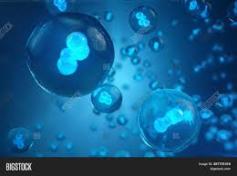 Watch full episodes, specials and documentaries with national geographic tv channel online. Human Animal Cells On Image Photo Free Trial Bigstock
