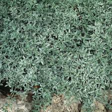 Image result for Corchorus kirkii