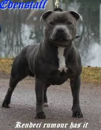 Gallery Category Blue And White Staffordshire Bull Terrier Image Kendeci Rumour Has It Dog Breeds Pitbull Terrier English Bull Terriers