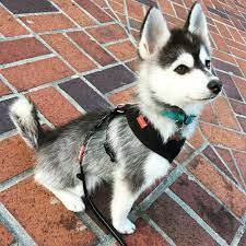 Best Puppy Photo Shoot Ideas Images 197 Puppies Are One Of Life S Biggest Pleasures Once You Ve Made The Decisio Cute Husky Puppies Baby Huskies Puppy Photos