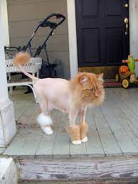 Anytime grooming on a cat requires cutting or shaving the hair, please see a professional to reduce the chances of. Cats Who Are Not Happy About Their Lion Haircuts