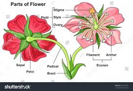 Parts Of A Flower Diagram Parts Of A Flower Flower Structure Flower Anatomy