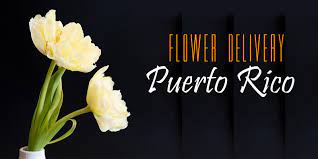 The caribbean areas include bahama islands, bermuda, haiti, jamaica, barbados, antigua, guyana, cayman islands all of the florist delivered flowers arrangements and plants shown in the main section of the site can be delivered same day to most areas in the us virgin. The 7 Best Options For Flower Delivery In Puerto Rico 2021