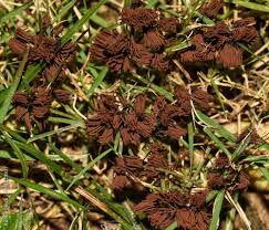 Image result for Stemonitis splendens
