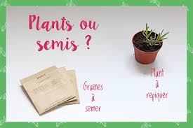 Comment faire pousser les aromates en intérieur ? Semer Ou Rempoter Des Herbes Aromatiques Comment Choisir