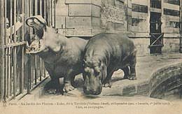 Check spelling or type a new query. Kako Hippopotame Wikipedia