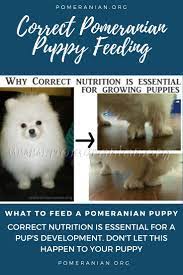 Correct Pomeranian Puppy Feeding Pomeranian Puppy Puppies Toy Pomeranian Puppies