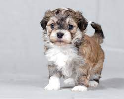 Havanese Puppy Http Www Localpuppybreeders Com Havanese Dog Breed Information