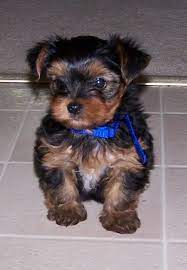 All our yorkies are akc registered. Adorable Baby Yorkies For Sale Plainfield In Yorkie Yorkie Poo Yorkie Lovers