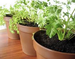 The narrower the bulb, the more efficient and brighter it is, due to the smaller surface area. How To Grow Vegetables Indoors Without Sunlight Under Artificial Lights 7 Steps Home Stratosphere
