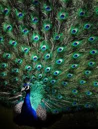Bird With Big Feathers The Indian Peafowl Blue Peafowl Is A Large Brightly Colored Bird Native To South Asia But Introduced In Many Other Parts Of Th Peafowl Peacock Peacock Bird