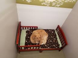 The kennel club makes no warranty as to the quality or fitness of any puppies offered for sale. Genesee Pet Resort Pet Kennel Doggie Daycare And Grooming Facility