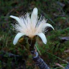 Image result for Pseudobombax