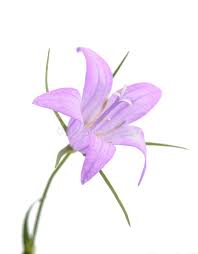 Photo About Wild Rampion Bellflower Flower Campanula Rapunculus Isolated On White Image Of Plant Nature Herbaceous Bellflower Flower Bellflower Campanula