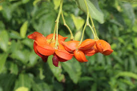 Image result for Tabernaemontana odoratissima