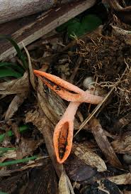 Image result for Pseudocolus schellenbergiae