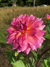 Pin By Mona Moni On Dahlia Beautiful Flowers Flowers Pink Flowers