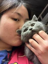 Adorable Fluffy Grey Cat Care and Tips for Pet Owners