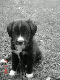 All Black Border Collie Puppy Sasha Puppy Border Collie Labrador Cross Lab Mix Puppies Collie Puppies Cute Dogs