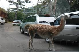 حديقة سفاري بونشاك اندونيسيا شواطئ للسياحة والسفر