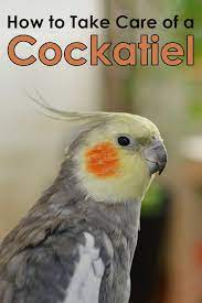 How To Take Care Of A Cockatiel