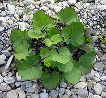 The spiceworks are online dried spice & dried herb merchants. Tussilago Wikipedia
