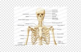 The upper arm or brachium, which is the region according to healthline, the human arm is composed of three bones, divided amongst tw. Skeleton Bone Human Anatomy Neck Skeleton Face Human Head Png Pngwing