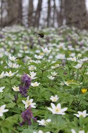 Syko Woodland Plants Woodland Garden Woodland Flowers