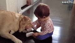 New videos all the time!👉 sub. Best Baby And Labrador Puppy Gifs Gfycat