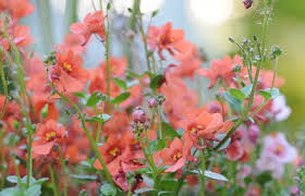 Image result for Nemesia