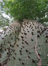 Image result for Paropsia brazzeana