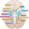 I.pinimg.com the central nervous system (cns) is that portion of the vertebrate nervous system that is composed of the brain and spinal cord. 1