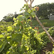 Image result for Phaseolus coccineus