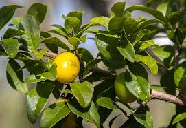 Image result for Ximenia americana