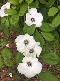 Image result for Theaceae