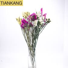 We did not find results for: Forget Me Not Dry Flower Natural Air Dry Forget Me Not Flowers Yosotis Silvatica Dried Flowers Buy Dried Flowers Yosotis Silvatica Forget Me Not Product On Alibaba Com