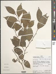 Image result for Drypetes gerrardii