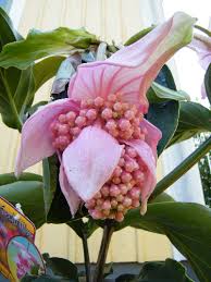 Image result for Medinilla