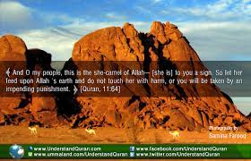 .god almighty described her by saying: Miracle Stories The She Camel Of Allah Understand Al Qur An Academy
