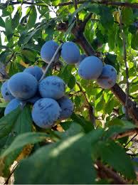 Aroma sa intensă de fruct aroma sa intensă de fruct supracopt deschide apetitul, motiv pentru care se consumă ca aperitiv. Prune PreÈ› Vand Prune CumpÄƒr Prune