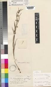 Image result for Aspidoglossum glabellum