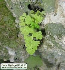 Image result for Anogramma leptophylla