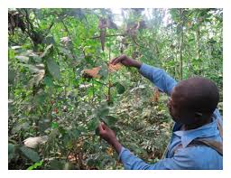 Image result for Citropsis