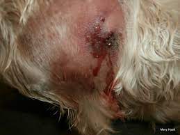 The spiders only bite people when seriously threatened or accidentally grabbed. The Danger Of Spider Bites To Your Dog With Photos Pethelpful