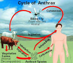 Image result for Anthrax