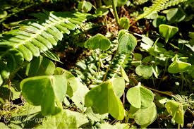 Image result for Oxalis oligotricha