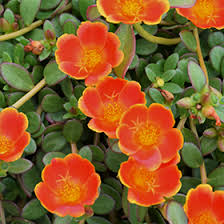 Image result for Portulaca collina